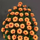 Coroana funerara 50 gerbere portocalii
