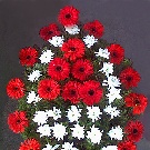 Coroana funerara 50 gerbere rosii si crizanteme albe