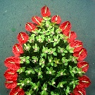 Coroana funerara 60 anturium rosii si orhidee