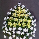 Coroana funerara 70 crizanteme albe si orhidee