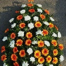 Coroana funerara 70 gerbere portocalii si crizanteme albe